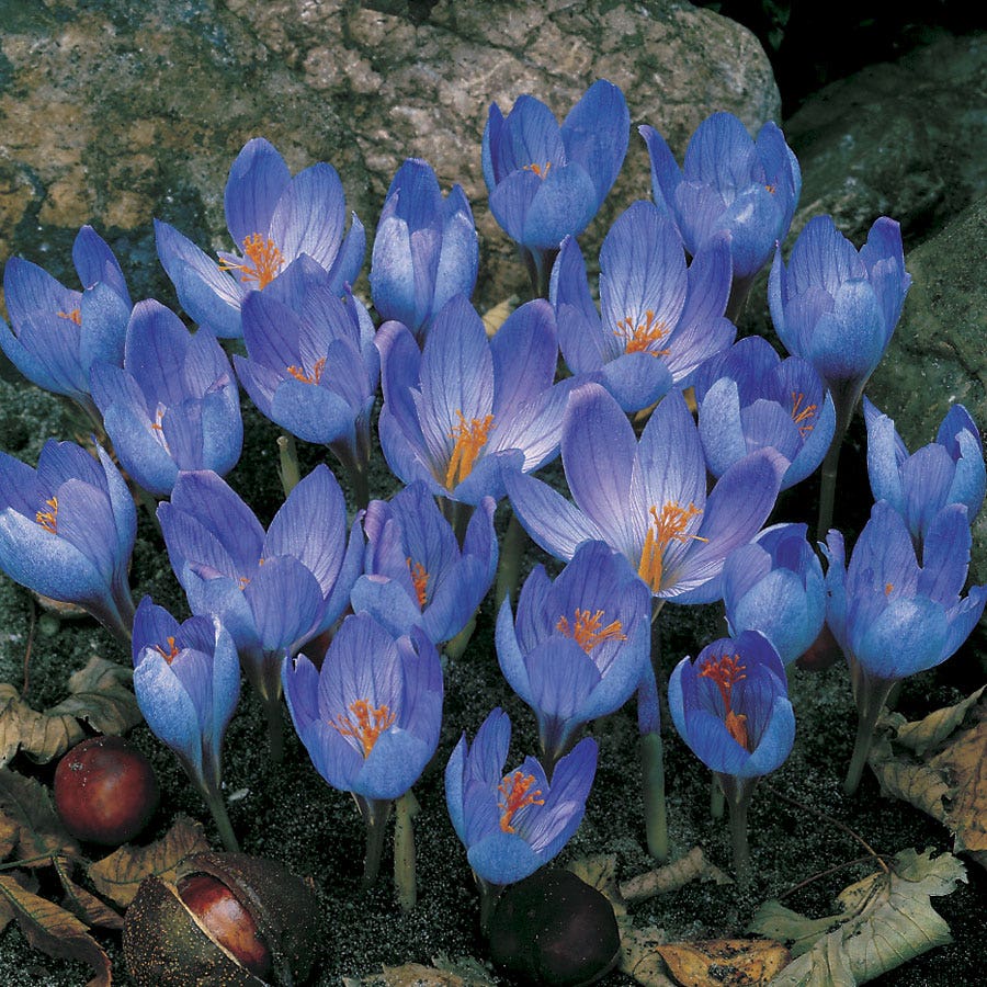Crocus sativus Bulbs