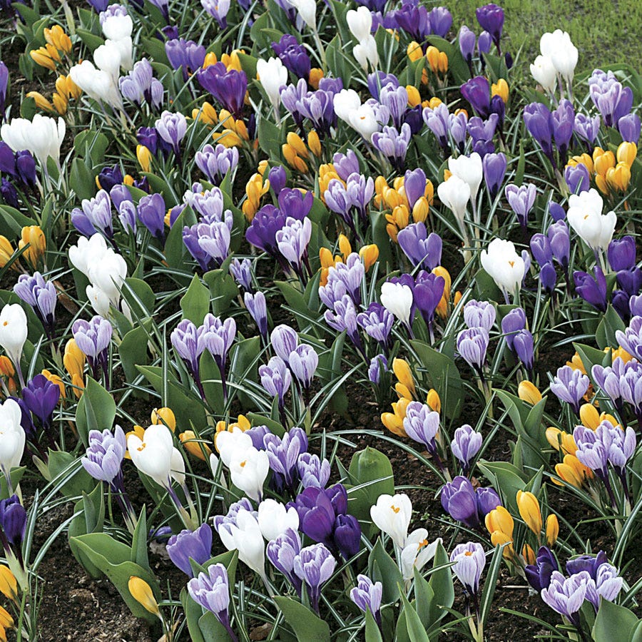 Crocus Large-Flowered Economy Mix Bulbs