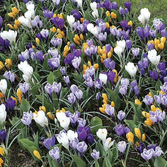 Crocus Large-Flowered Economy Mix Bulbs