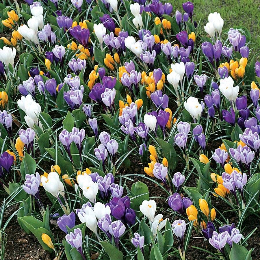 Crocus Large-Flowered Economy Mix Bulbs