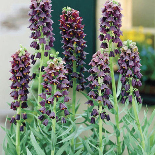 Fritillaria persica Crown Imperial Bulbs