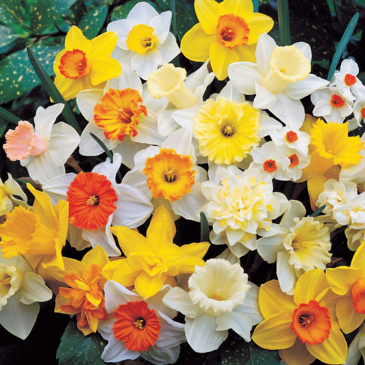Top of the Line Daffodil Mix Bulbs