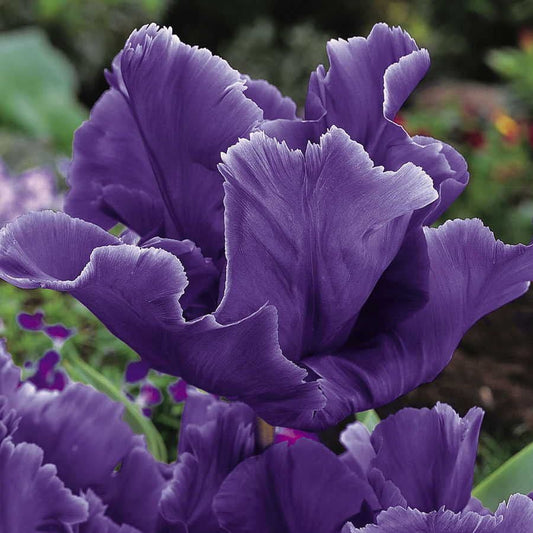 'Blue Parrot' Tulip Bulbs