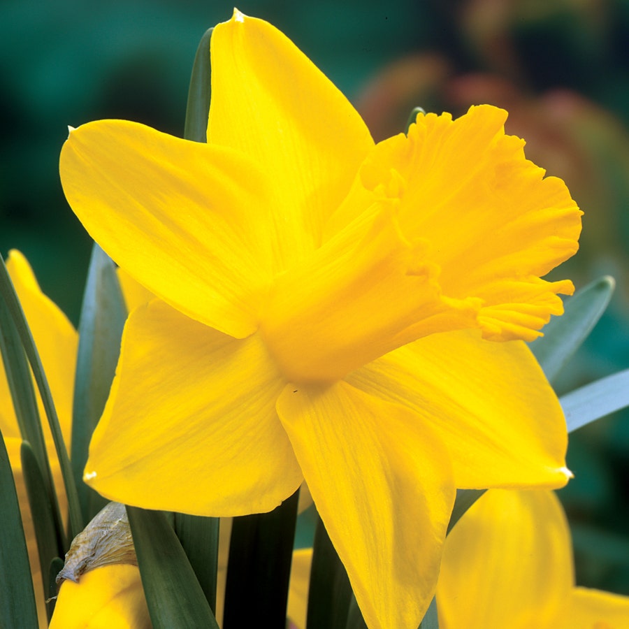 'King Alfred Improved' Daffodil Bulbs