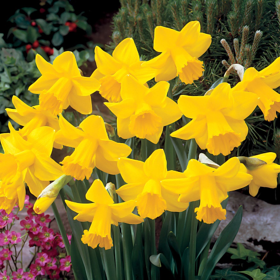 'King Alfred Improved' Daffodil Bulbs