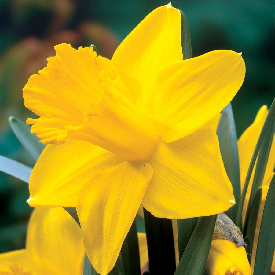 'King Alfred Improved' Daffodil Bulbs