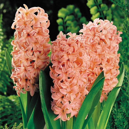 Hyacinth Gypsy Queen - Pack of 5