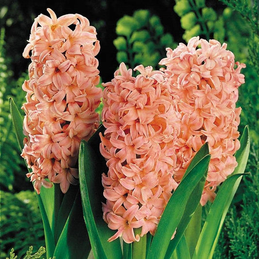 Hyacinth Gypsy Queen - Pack of 5