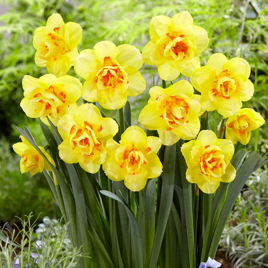 Narcissus Tahiti Daffodil Bulbs