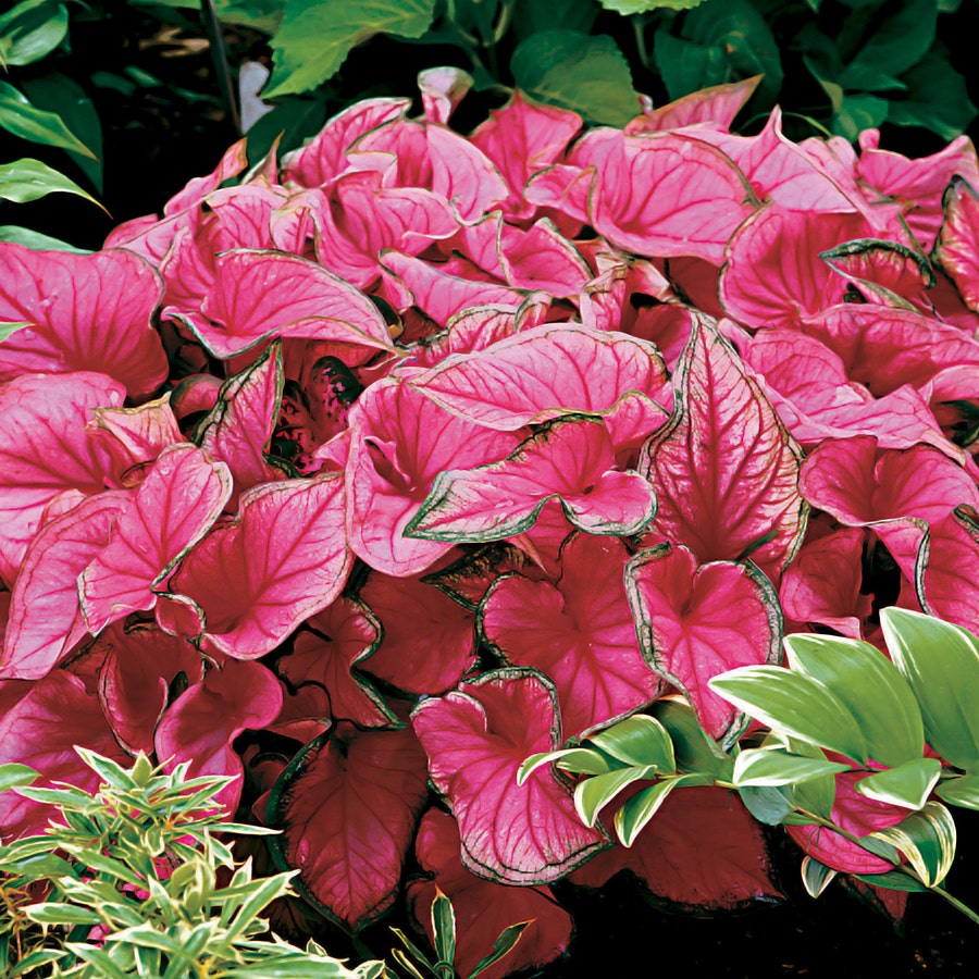 Caladium 'Sweetheart' Bulbs
