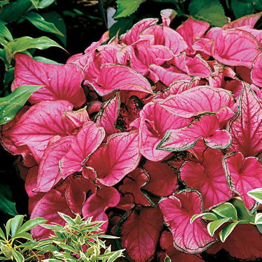 Caladium 'Sweetheart' Bulbs