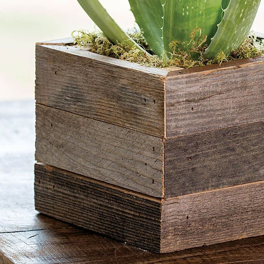 Aloe Vera Plant in Reclaimed Wood