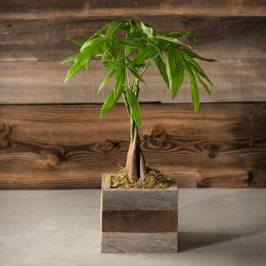 money tree display Money Tree in Reclaimed Wood Planter