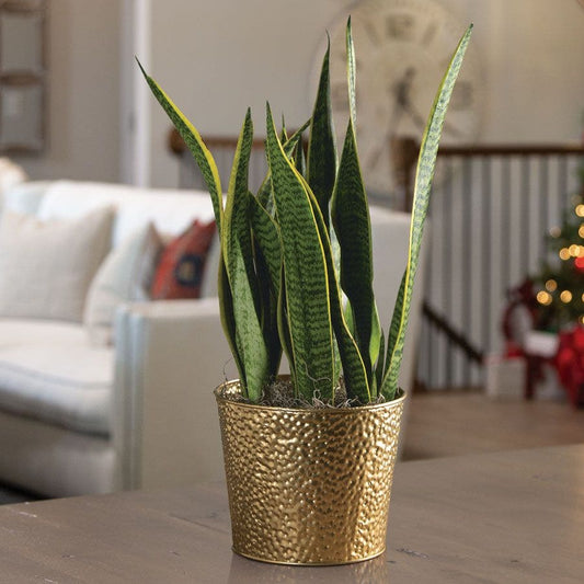 Golden Dreams Snake Plant