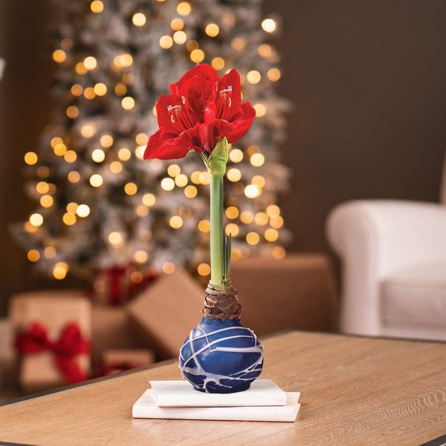 Celestial Swirl Waxed Amaryllis Bulb Red Lion Flower