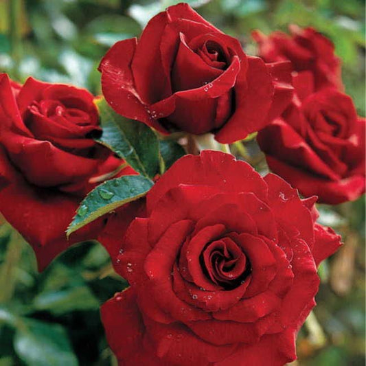 Black Magic® Hybrid Tea Rose