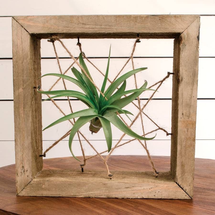 floating air plant ToTilly Floating Air Plant