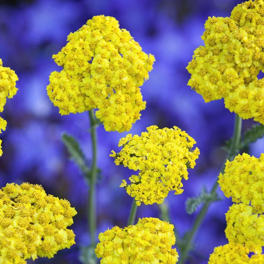 Achillea 'Little Moonshine'