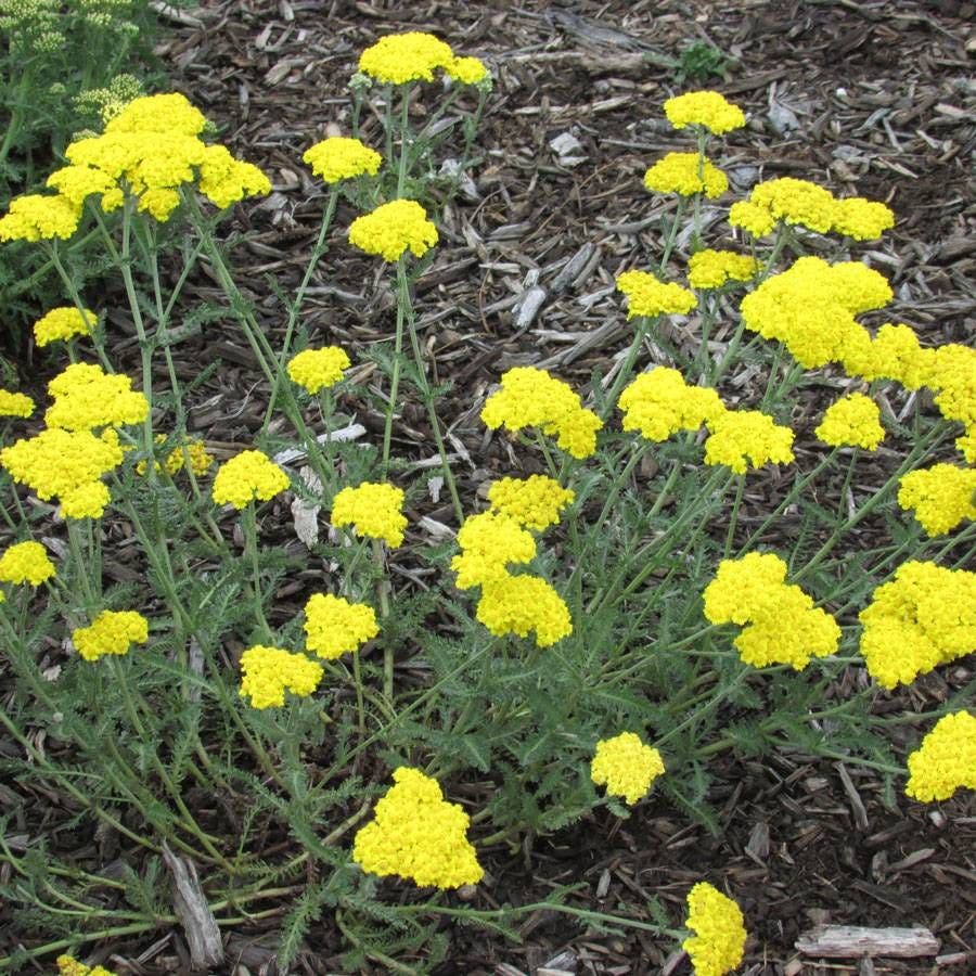 Achillea 'Little Moonshine'