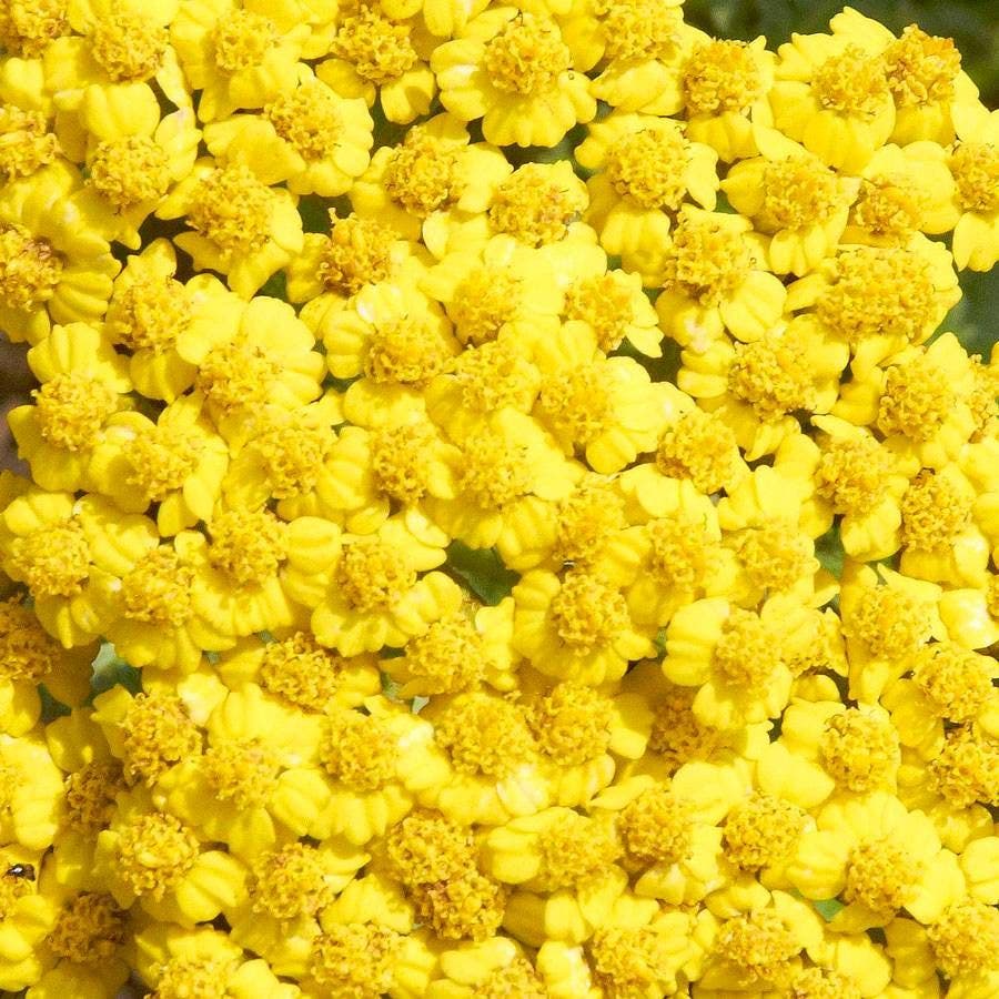 Achillea 'Little Moonshine'