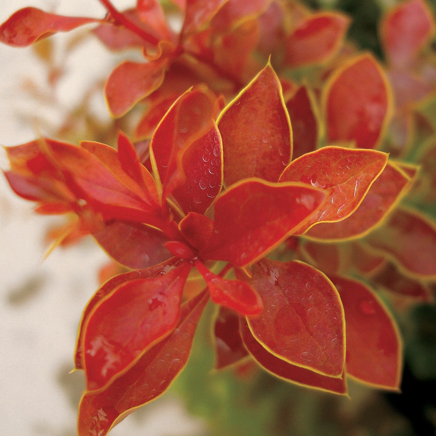 Berberis 'Admiration'