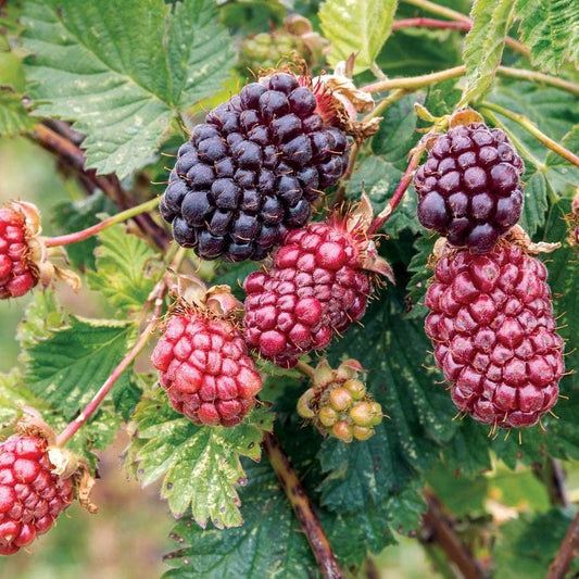 Rubus Boysenberry
