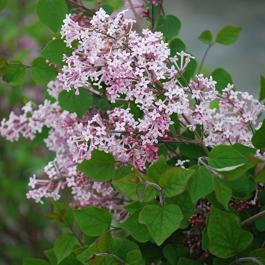 Syringa 'Josee'