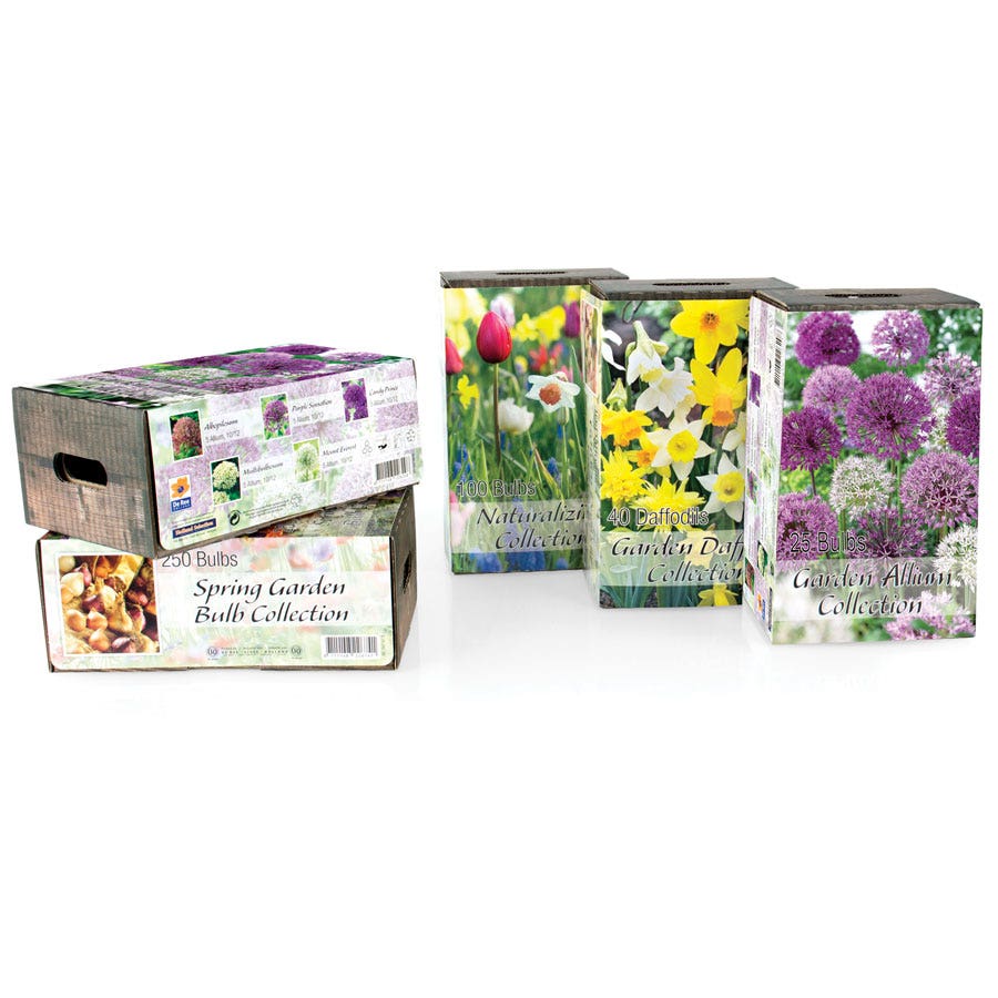 Narcissus Daffodil Garden Box Collection