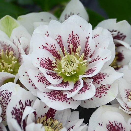 Helleborus Wedding Party® 'Confetti Cake'