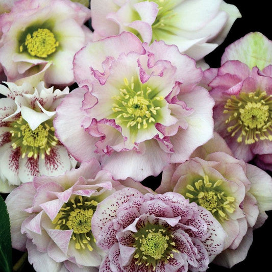 Helleborus Wedding Party® 'Flower Girl'