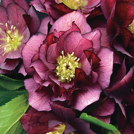 Helleborus Wedding Party® 'True Love'