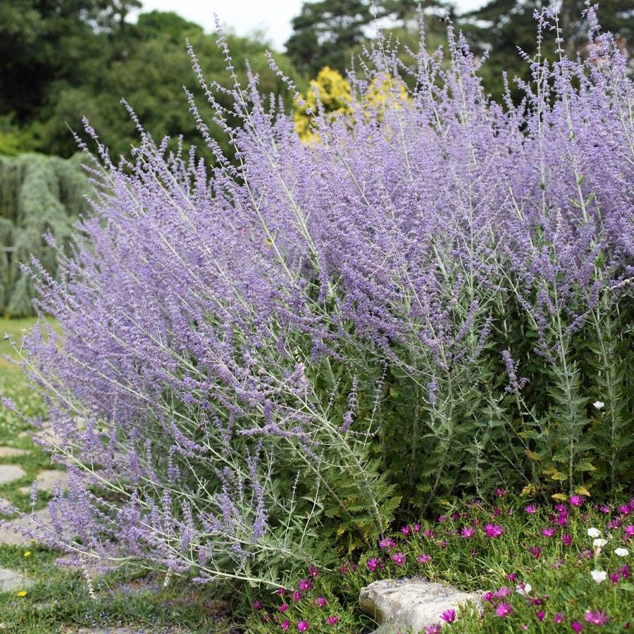 Perovskia atriplicifolia