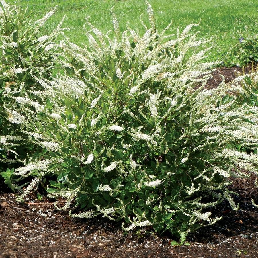 Clethra Summer Sparkler™