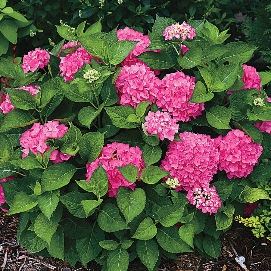 Hydrangea Let's Dance® Rave®