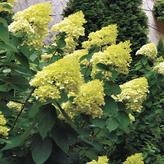 'Limelight' Hydrangea