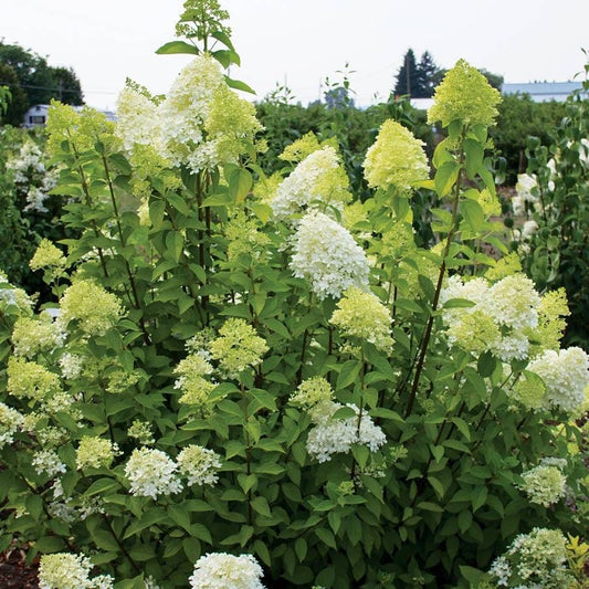 'Limelight' Hydrangea