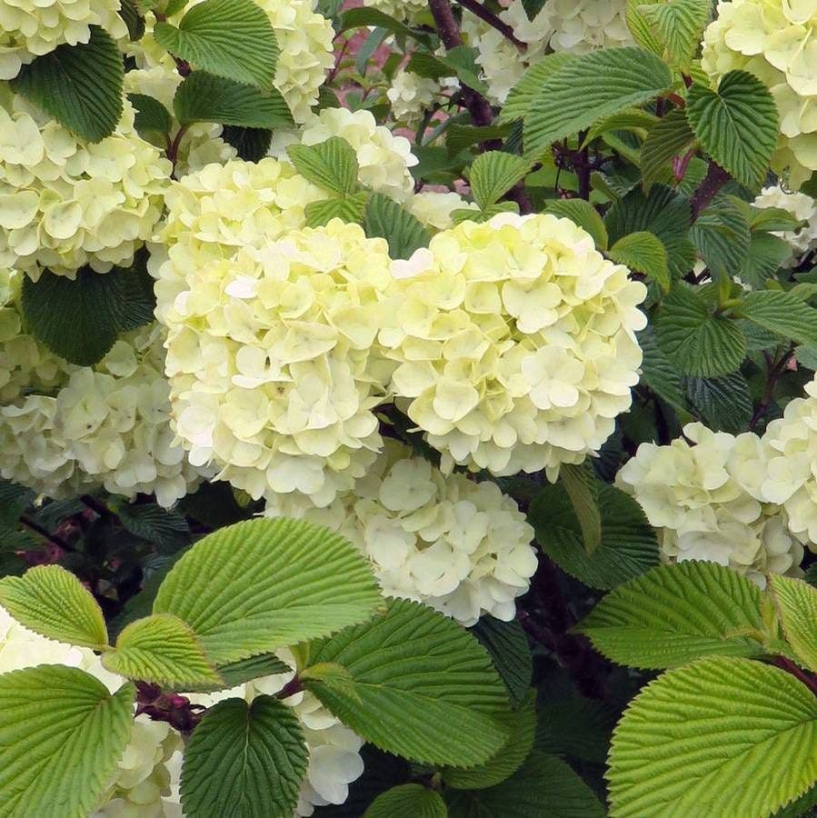 Viburnum Opening Day™