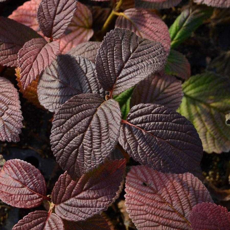 Viburnum Opening Day™