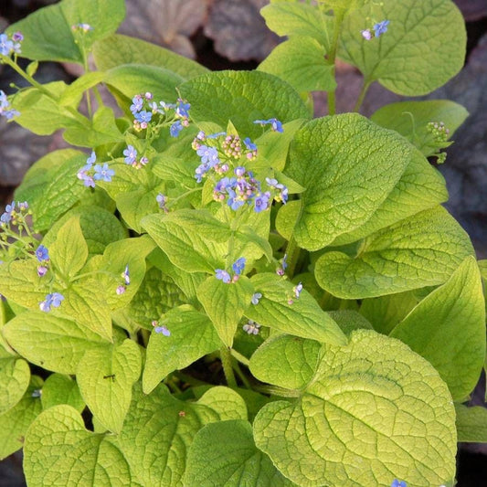 Brunnera Diane's Gold
