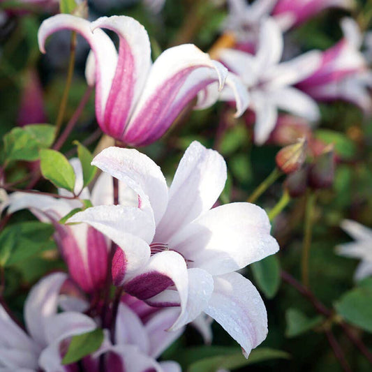 Clematis 'Princess Kate'