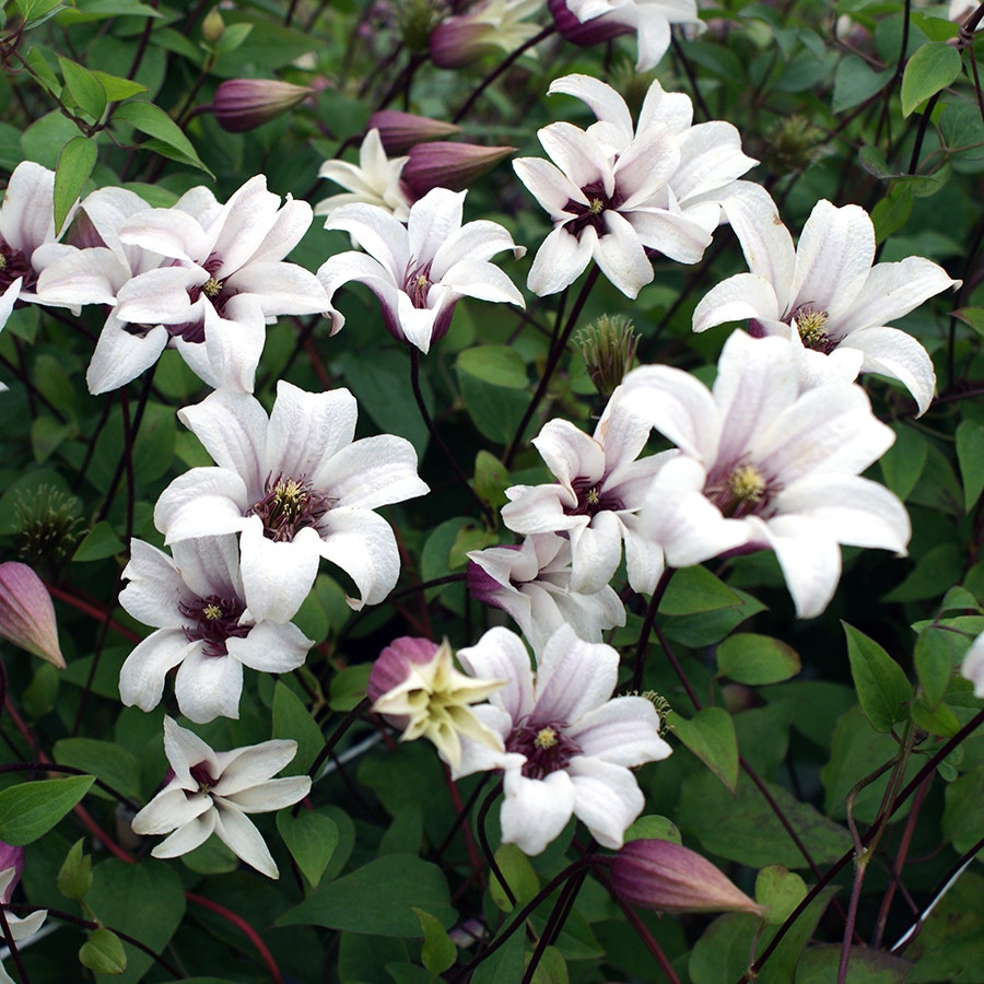 Clematis 'Princess Kate'