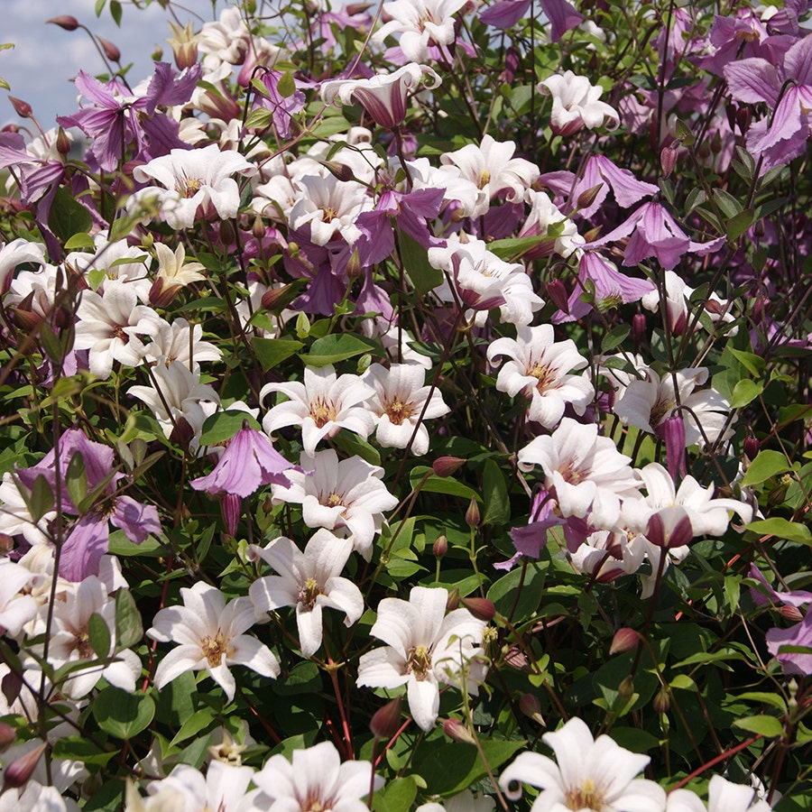 Clematis 'Princess Kate'