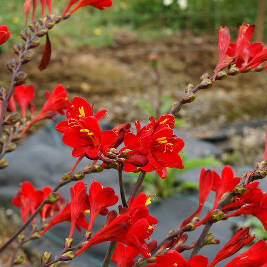 Crocosmia Nova™ 'Dragonfire'