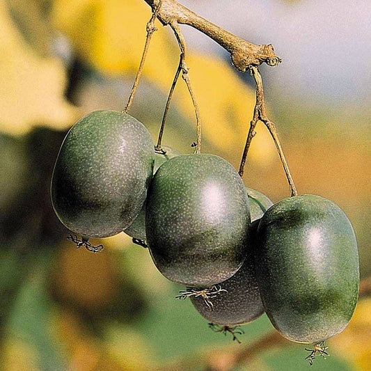 Actinidia 'Issai' Kiwi