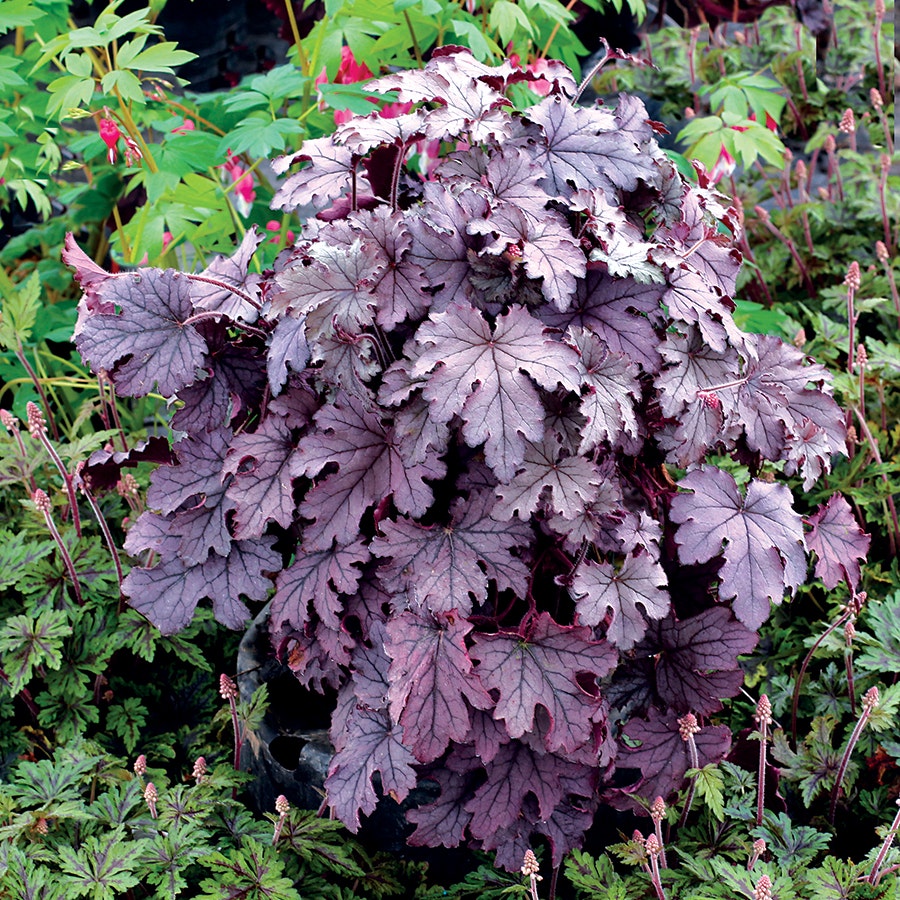 Heucherella Cascade™ 'Plum Cascade'