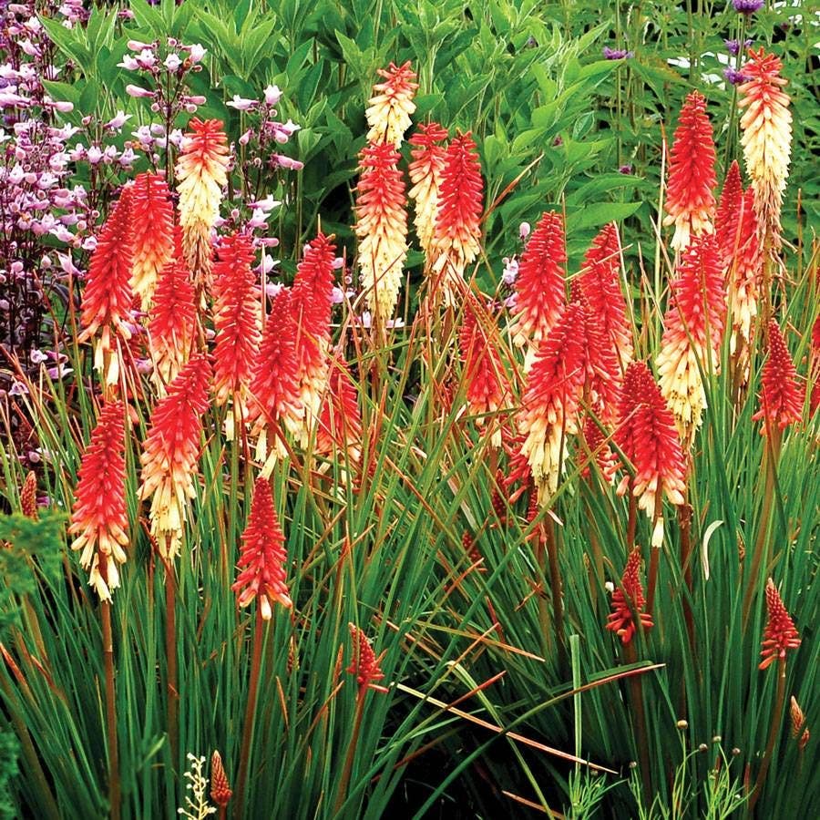 Kniphofia 'Orange Vanilla Popsicle'