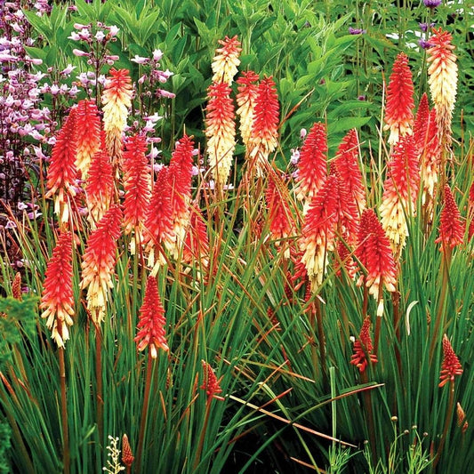 Kniphofia 'Orange Vanilla Popsicle'