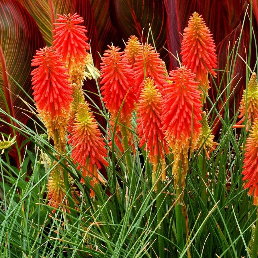 Kniphofia 'Papaya Popsicle'