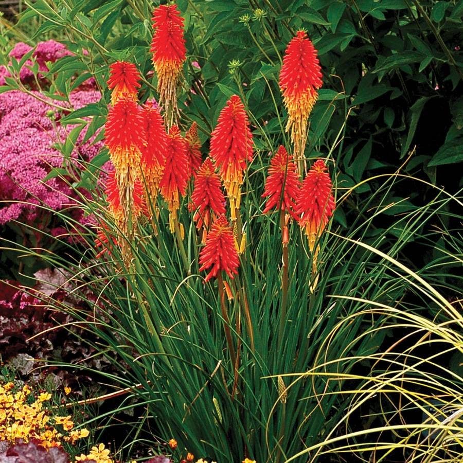 Kniphofia 'Papaya Popsicle'