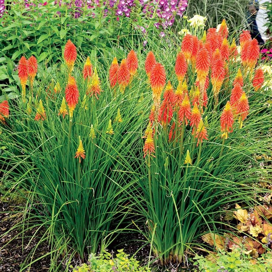 Kniphofia 'Papaya Popsicle'